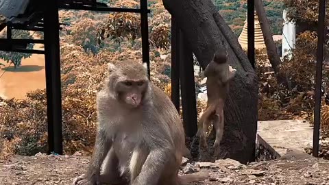 Monkey playing