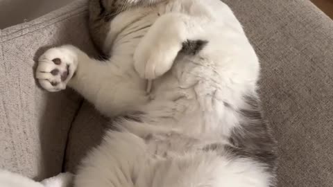 Kitty napping 💤