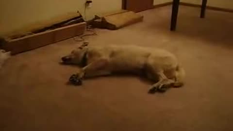 Funny sleeping and running dog