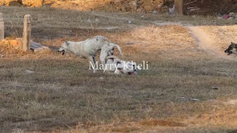 Dogs getting fight for 1 bitch