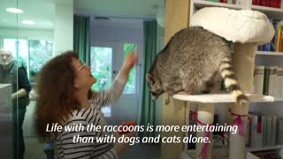 Meet Fritzi, the raccoon who's become Instagram famous