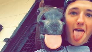 Horse's Hilarious Moment With Jockey