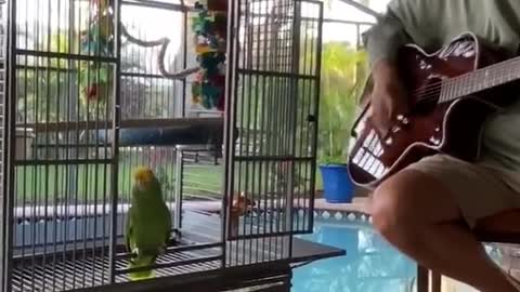 GNR “Patients” - Singing Parrot