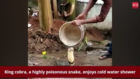 King cobra enjoys cold water shower