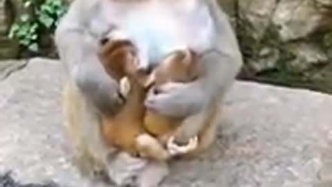 Cute monkey baby 😍 Funny monkey baby Cute monkeys acting like humans