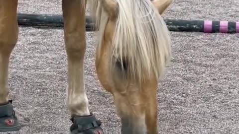 Horse and cat playing happily