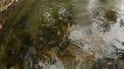 Huge Brown Trout In a Small Creek *Underwater*