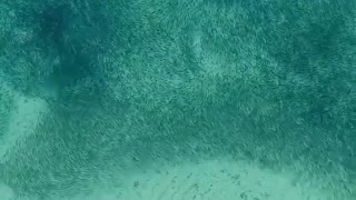 Sharks feeding on a bait ball 🦈
