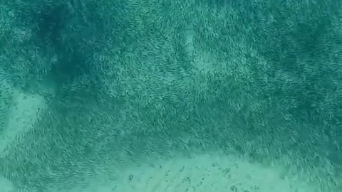 Sharks feeding on a bait ball 🦈