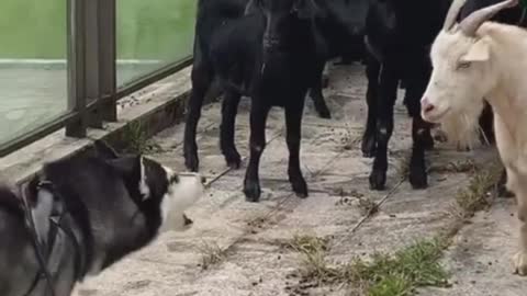 It hit my ass!(goat vs dog)