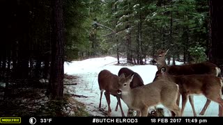Whitetail Food Aggression - 1