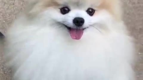 Cute dog video