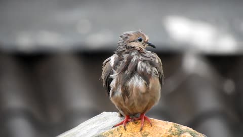 nature-bird-paloma-rain-colombia