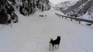 Alaskan Klee Kai exploring