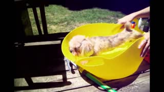 Puppy Tries Hard To Avoid Taking A Bath