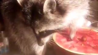 raccoon likes to eat water milon