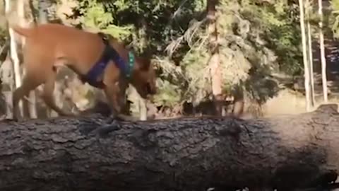 Dog Climbs Trees To Overcome His Anxiety - RINGO | The Dodo