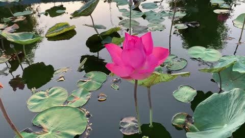 Water Lily || Lotus || Flowers || Nature