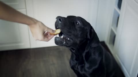 Owner giving a treat to her cute little dog