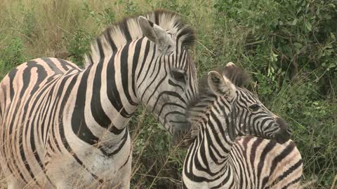 Travel to Africa on safari African Wildlife life