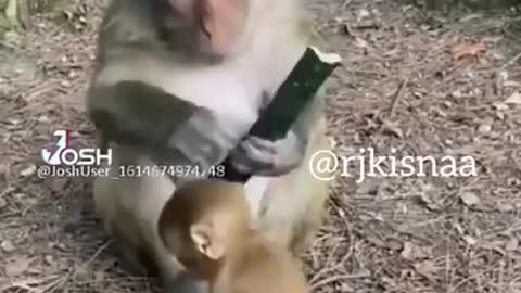 Baby 💓 monkey funny videos