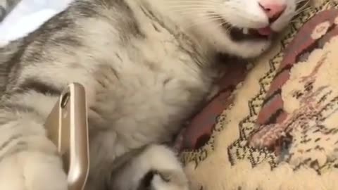 Cat sleeping with mobile funny video #rumble