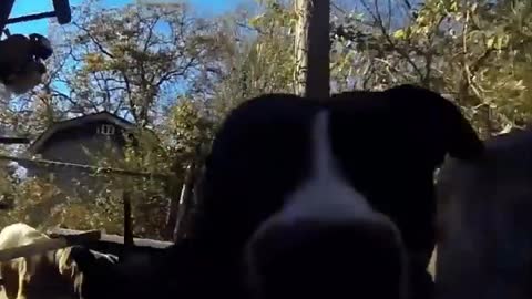 Cachorro rouba GoPro e deixa a Internet louca com o vídeo que ele gravou