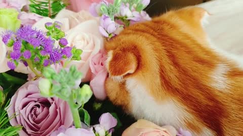 The cat sniffing the flowers