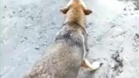 Chicken VS Dog Fight - Funny Dog Fight Videos