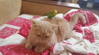 Кот и птица, милые животные #172
