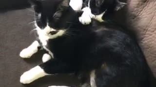 Kitties Fuddle
