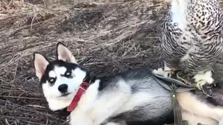 Amazing animal friendships: Owl and husky