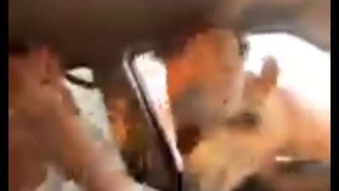 Funny Camel Try to Eat inside the car #camelfunny