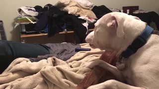 Howling Pit Bull Sings Along To Harmonica