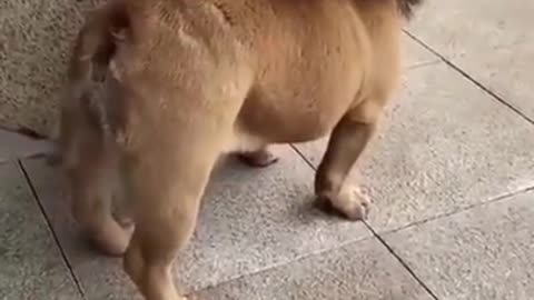 Dog or Lion?