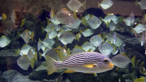 Colorful aquarium, beautiful parrot fish swimming in ocean corals