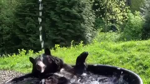 Bear Giving himself a spring clean