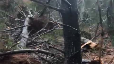 Trees decimated as tornado touches down in Maryland