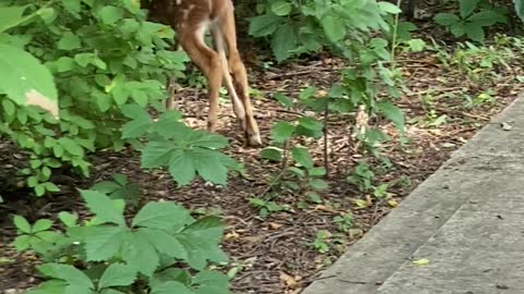 Fawn Visit on Paddock Pkwy