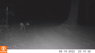 Separated from Mom a Young Fawn Panics