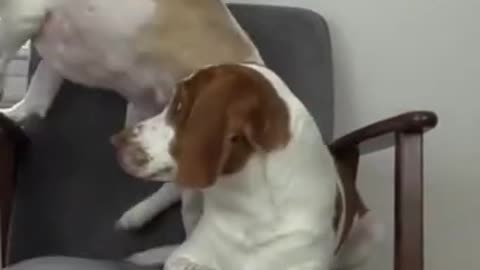 Funny dogs reaction