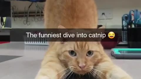 The Cat dives into catnip.