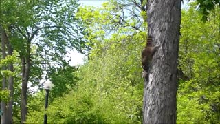 Raccoon mom relocates baby to new home