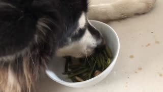The dog's first meal