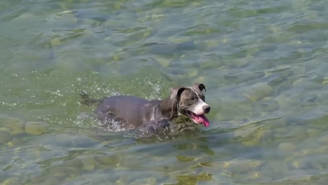 Someone can't resist the water