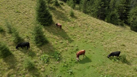 Cows on mountains pasture, aerial view. Mountains forests and meadows with grazing cows
