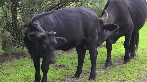 Momma and heifer