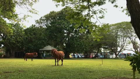 Horse on the field grass in india sri lanka, young brown horses