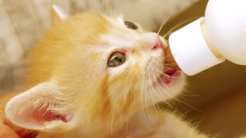 cute baby cats drinking milk with bottle