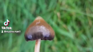 How to identify a Liberty Cap mushroom